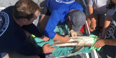 MDMR staff acoustically tagging a Cobia.