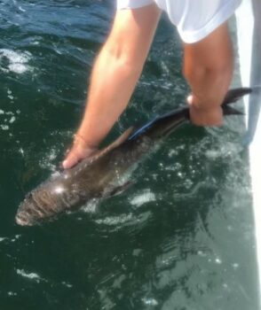 MDMR staff releasing acoustically tagged Cobia into Mississippi waters.