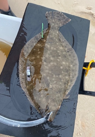 Flounder with external acoustic transmitter secured at the mid-dorsal area and dart tag (green) near the tail.