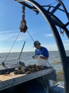man on a boat measures oysters