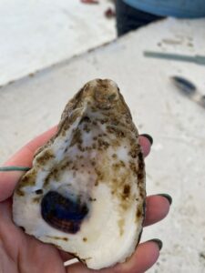 oyster shell with spat